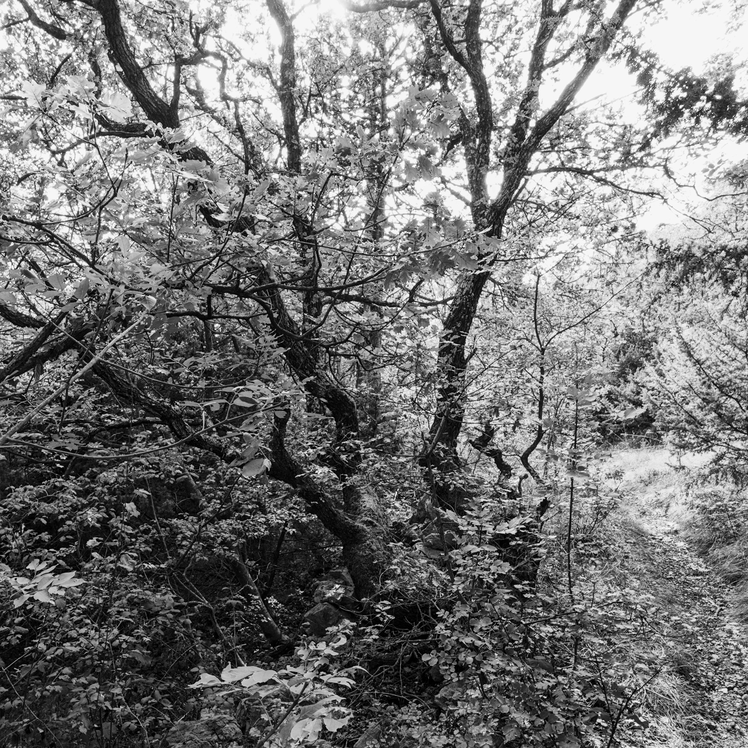 island of oaks