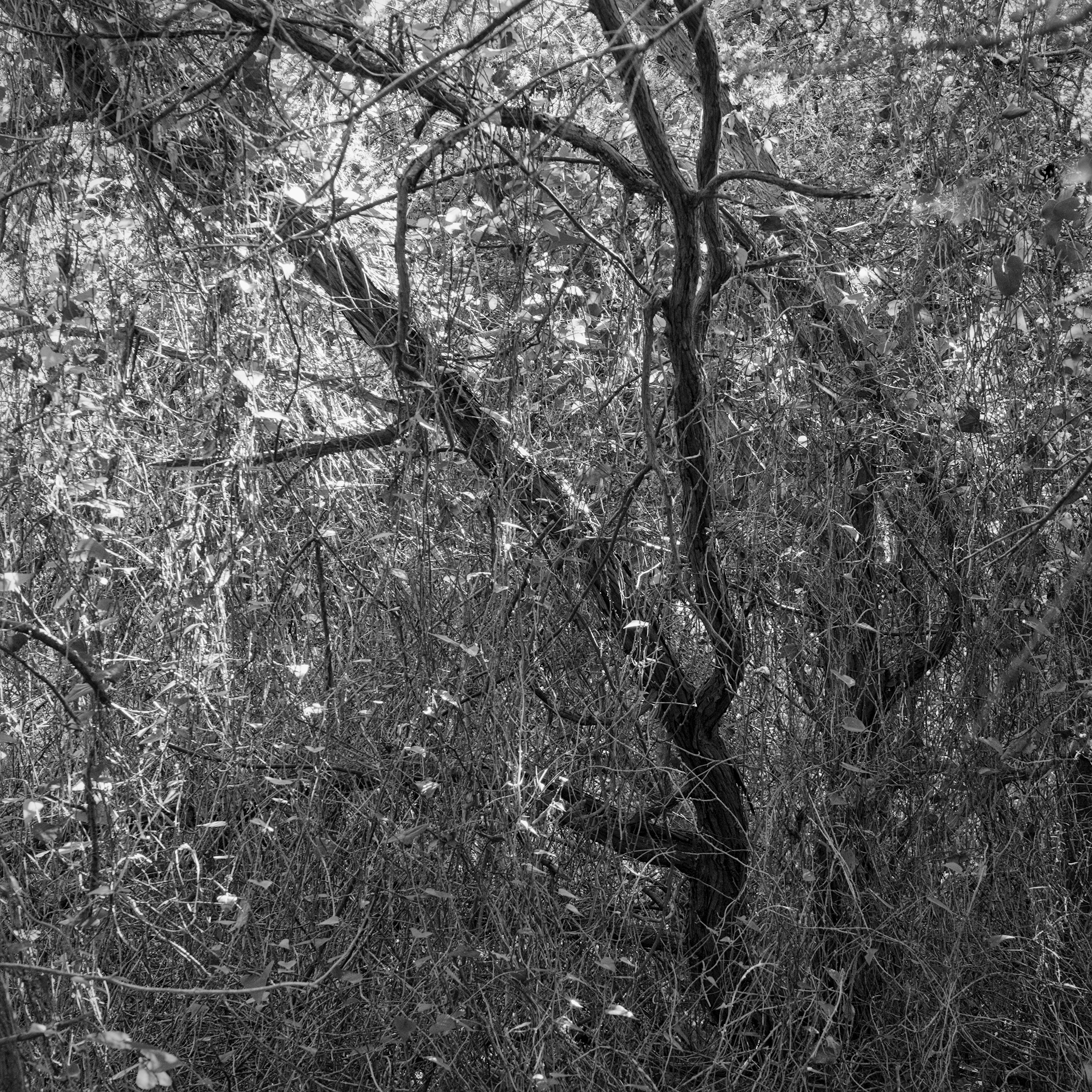 macchia with oak