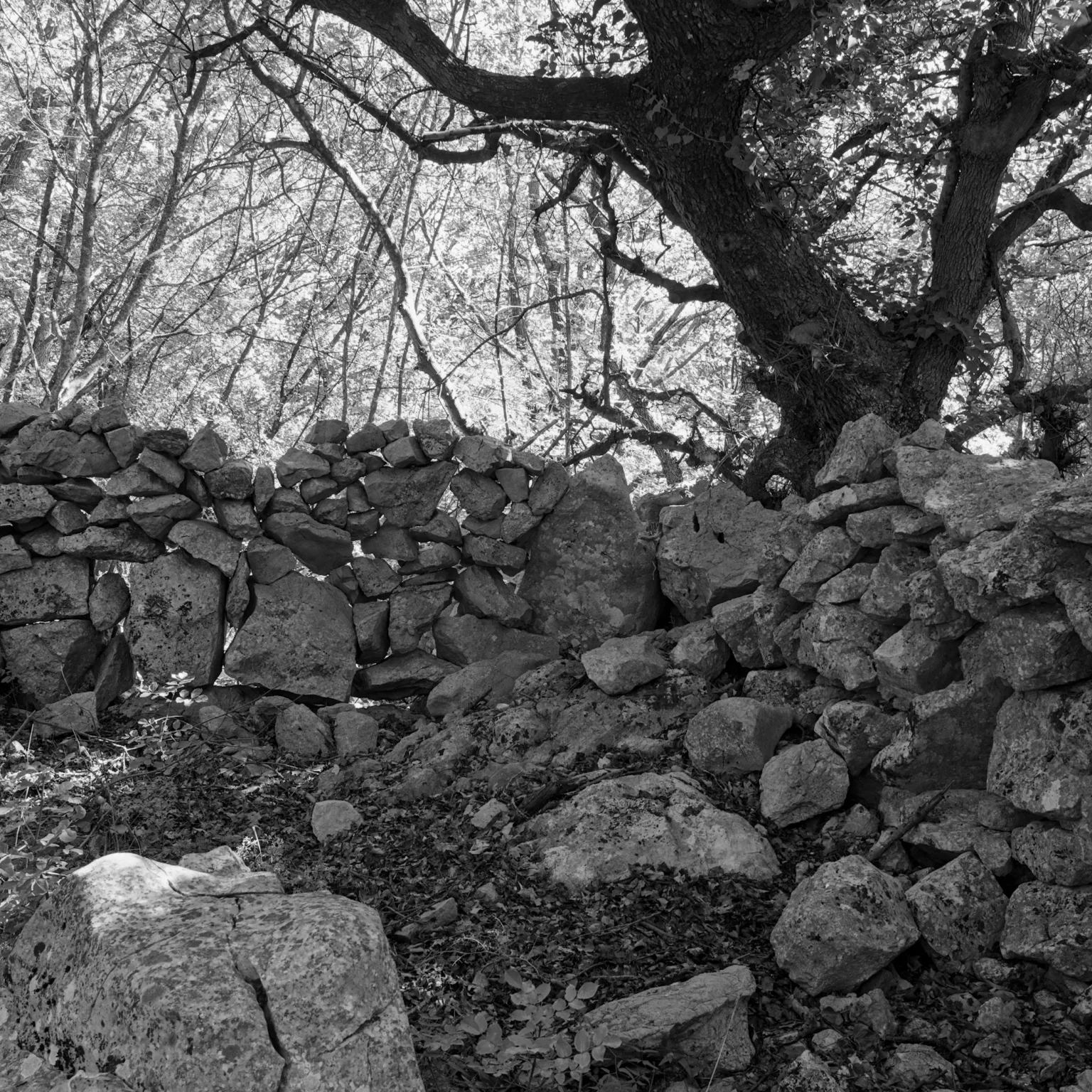oak behind wall