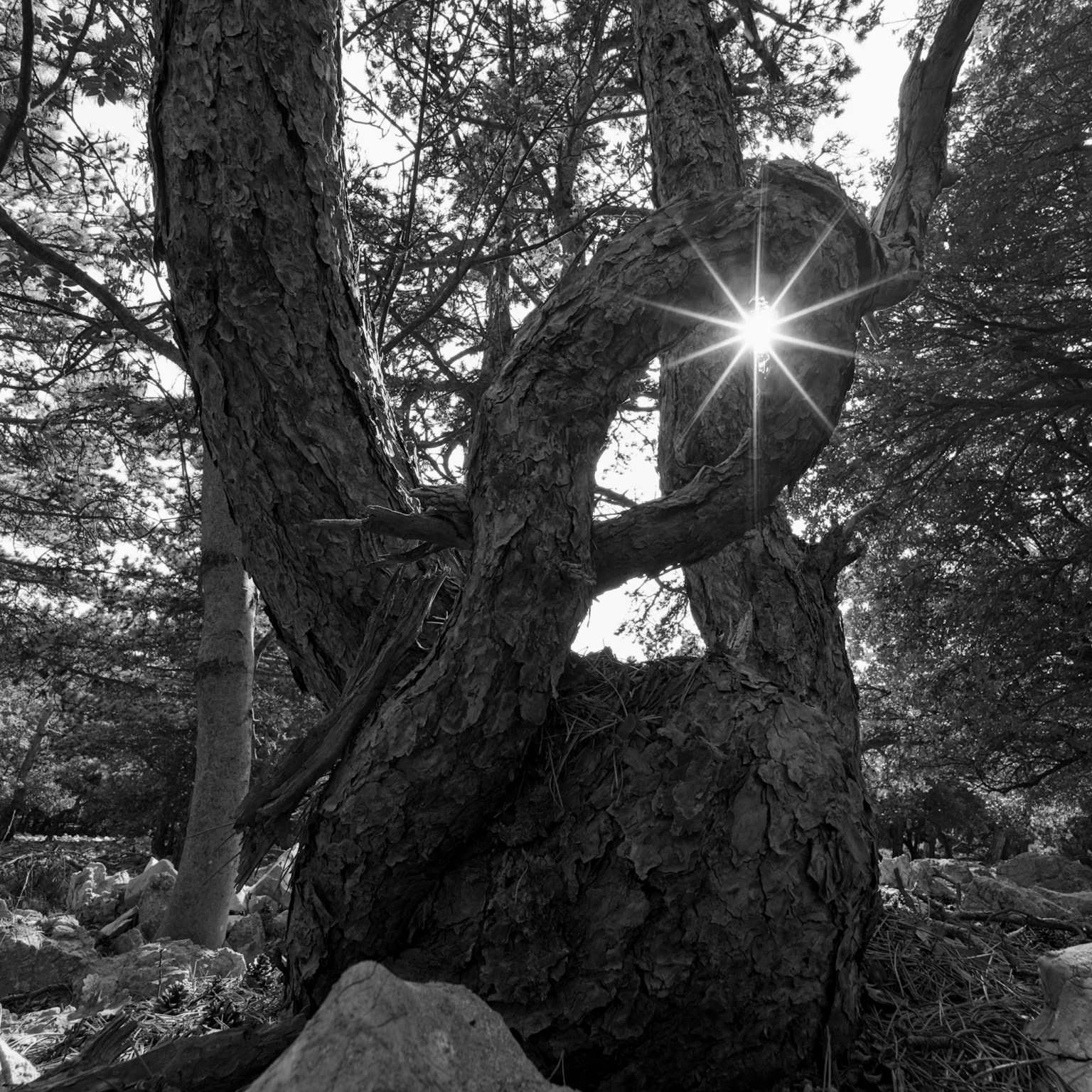 pine loop