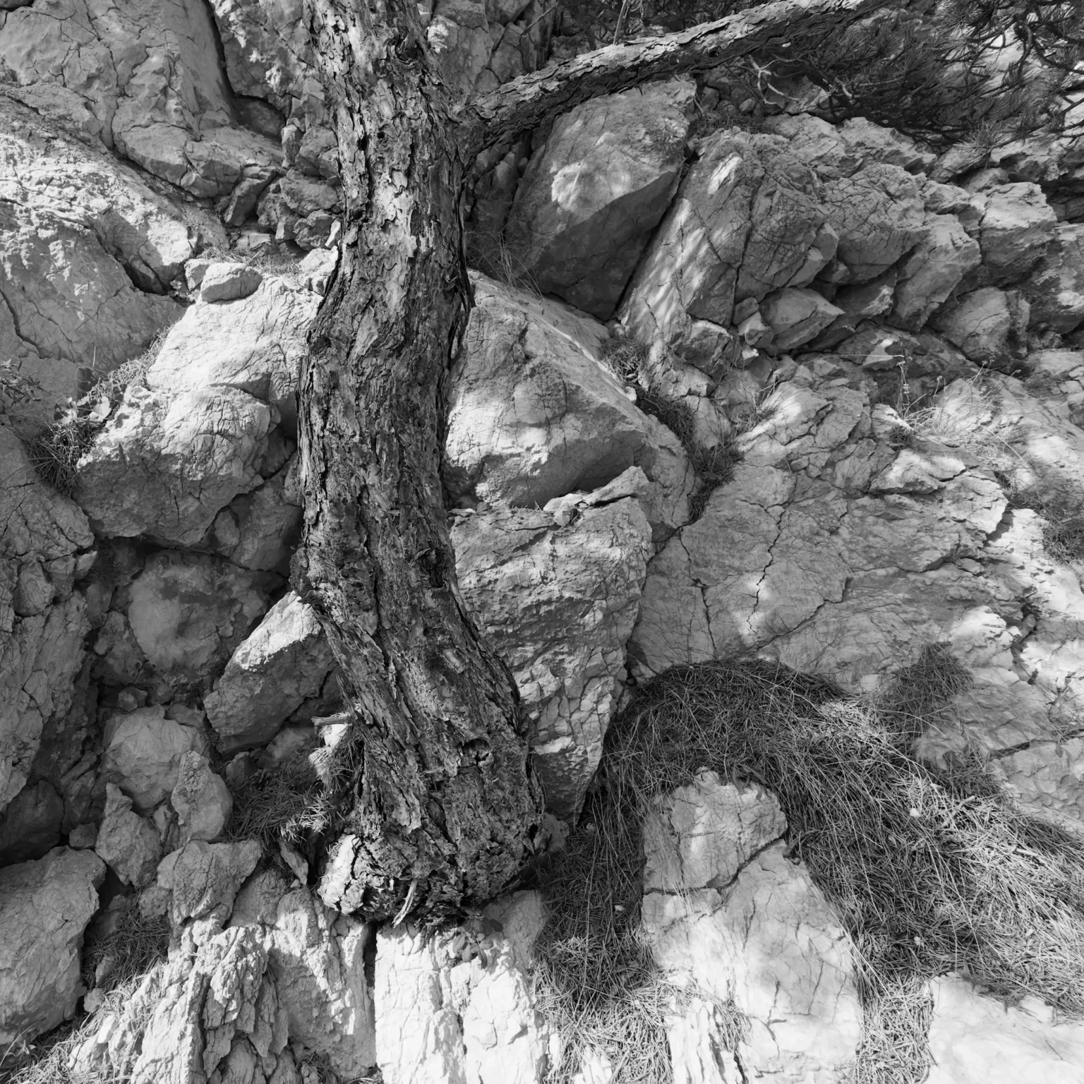 pine on the rocks