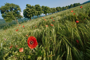 poppy flowers in a barley field