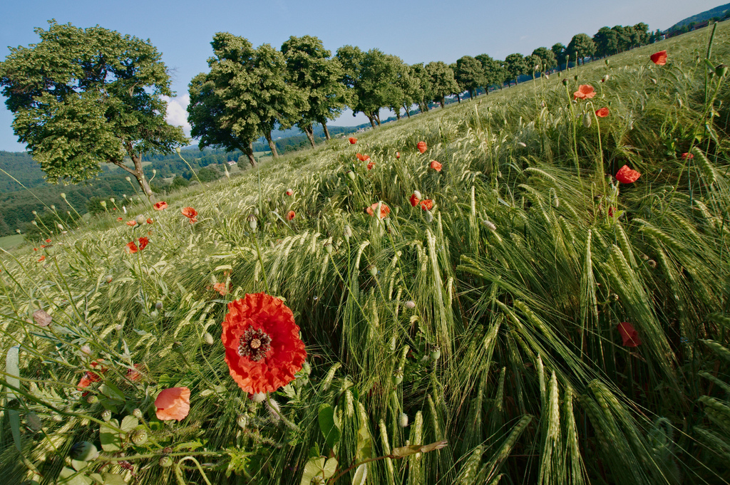 poppy flowers in a barley field