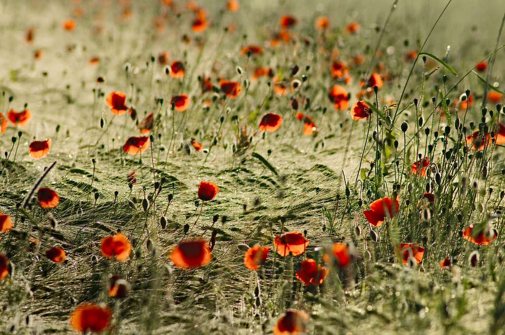more barley and poppy flowers