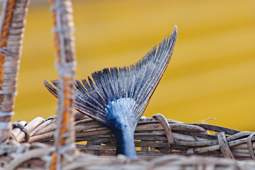 colorful catch