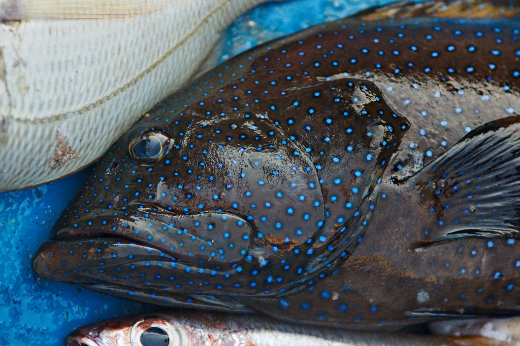 colorful catch II