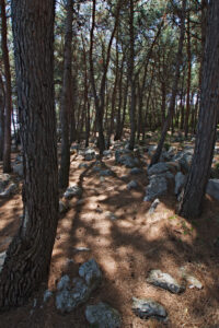 cedar woods, krk