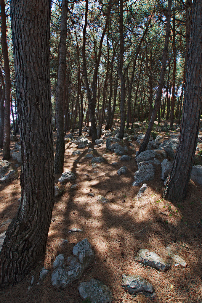 cedar woods, krk