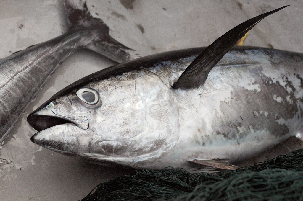 yellow fin thuna, batticaloa