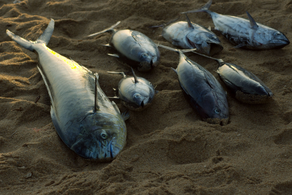 kalmunai catch