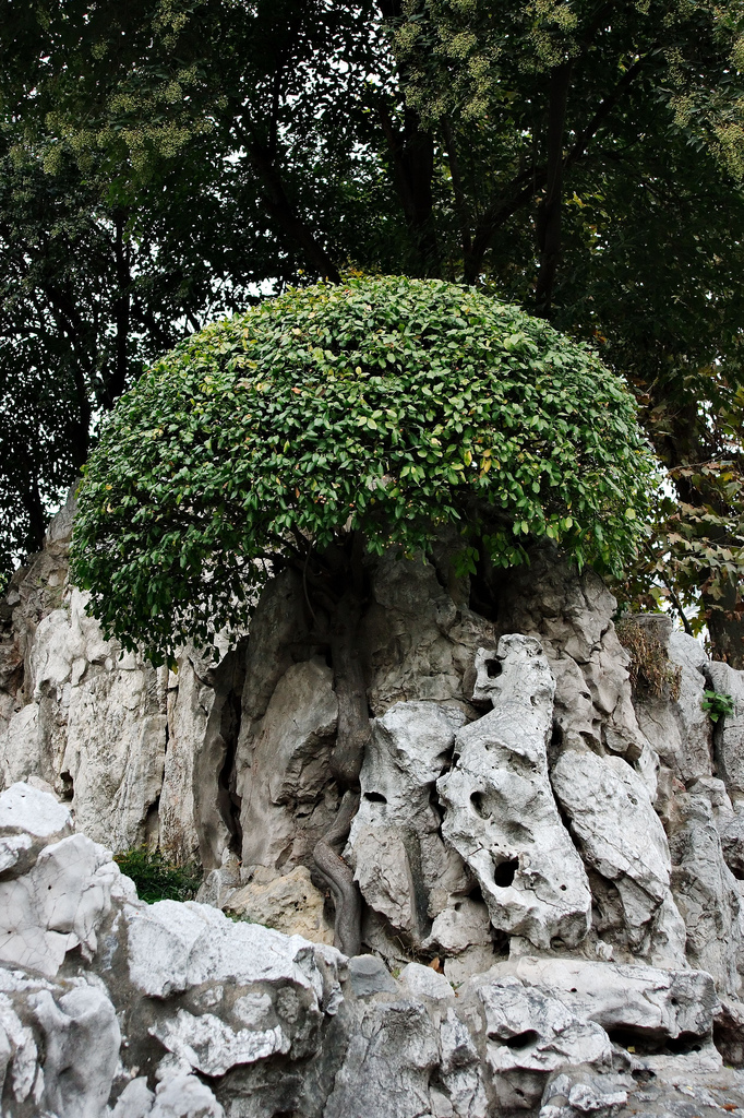 park tree, nanjing