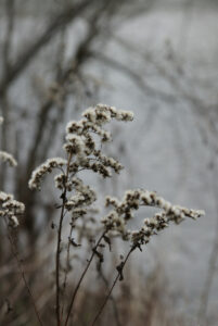 winter silver