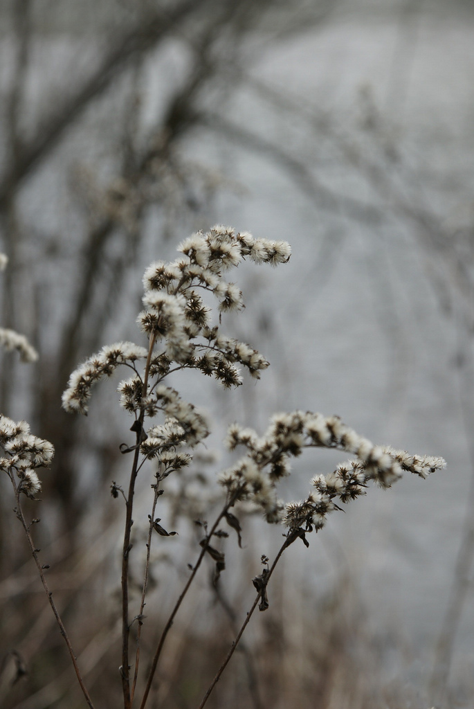 winter silver