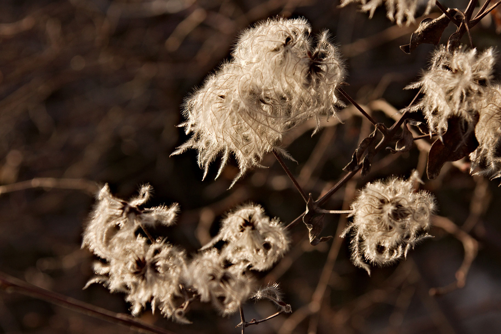 winter clematis