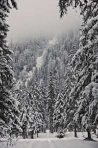 klausbachtal forest
