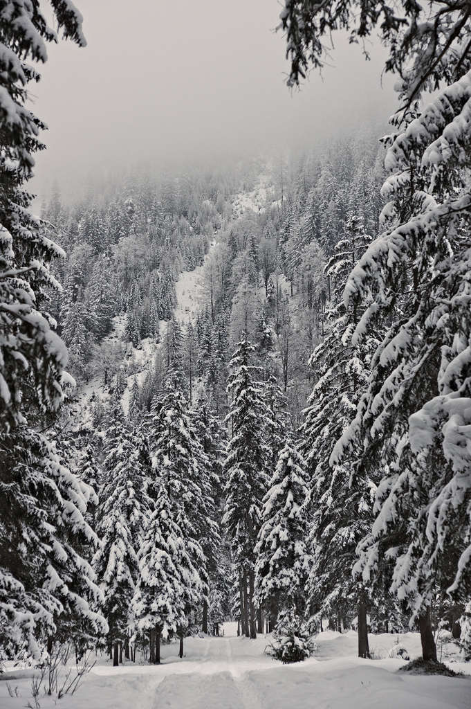 klausbachtal forest