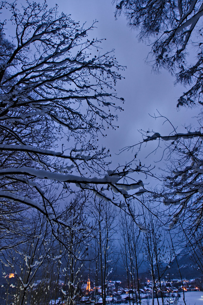 looking through the woods