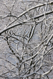 snowy snowy trees