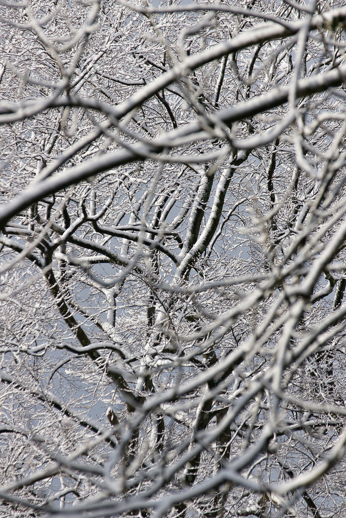snowy snowy trees