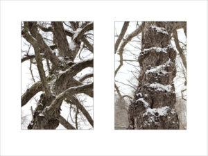karlspark tree