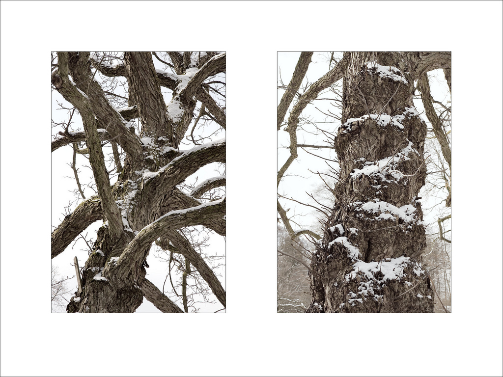 karlspark tree