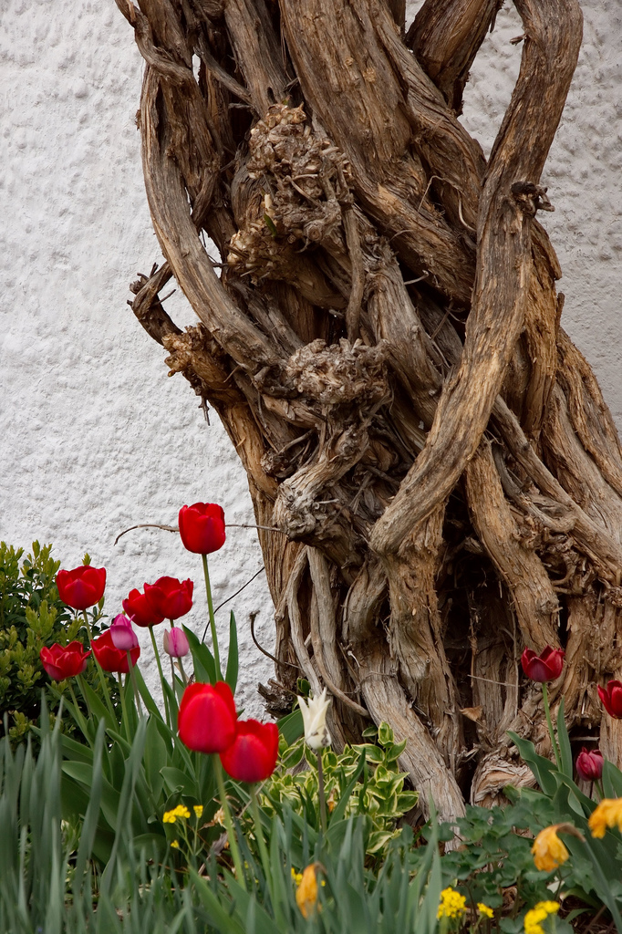 the old espalier