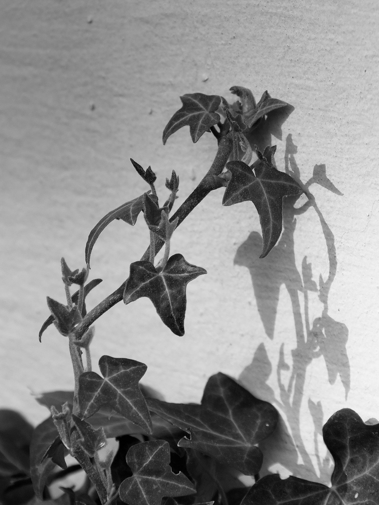 shadows on the wall