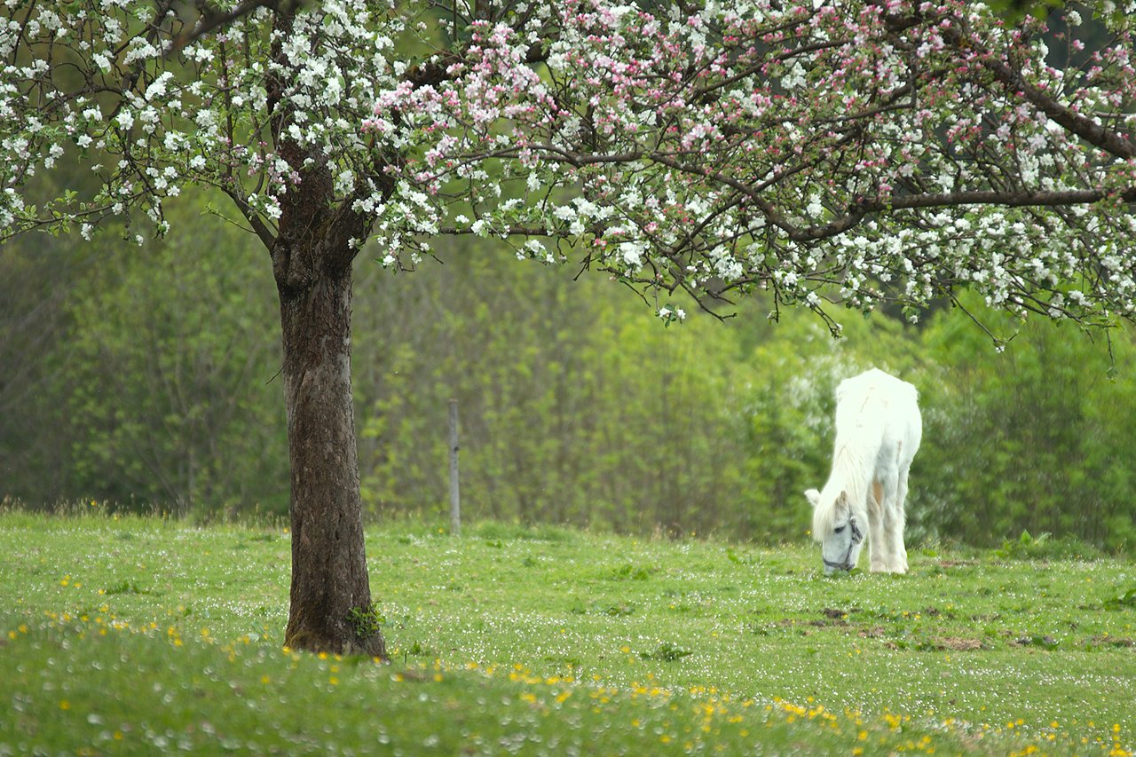 horse’s paradise