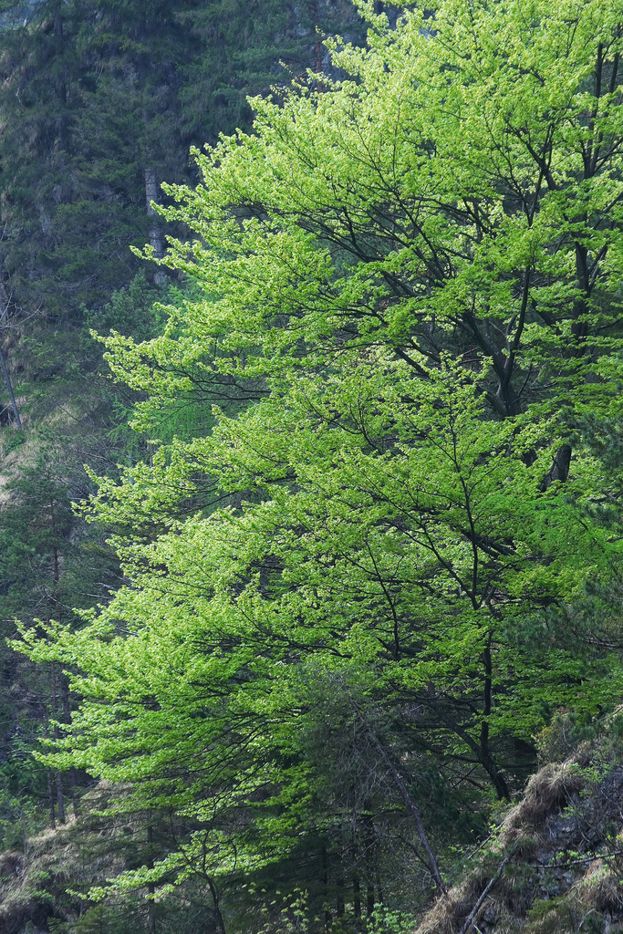 canyon beech