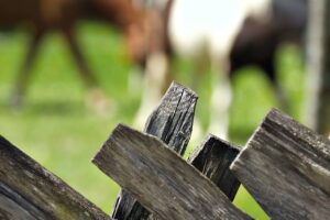 traditional fence and horses