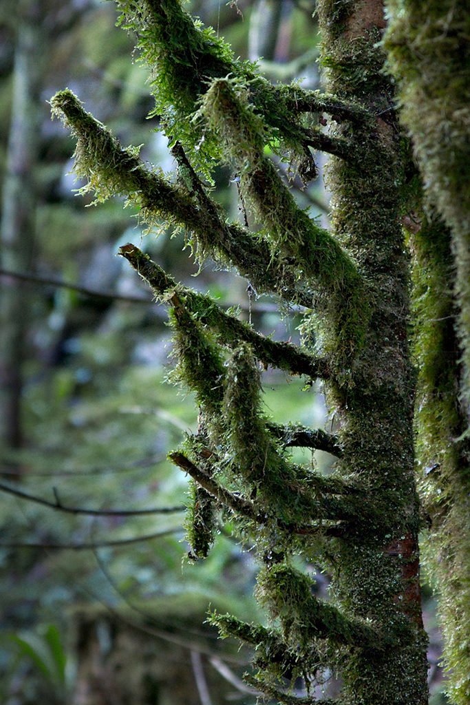 moss, aruncus