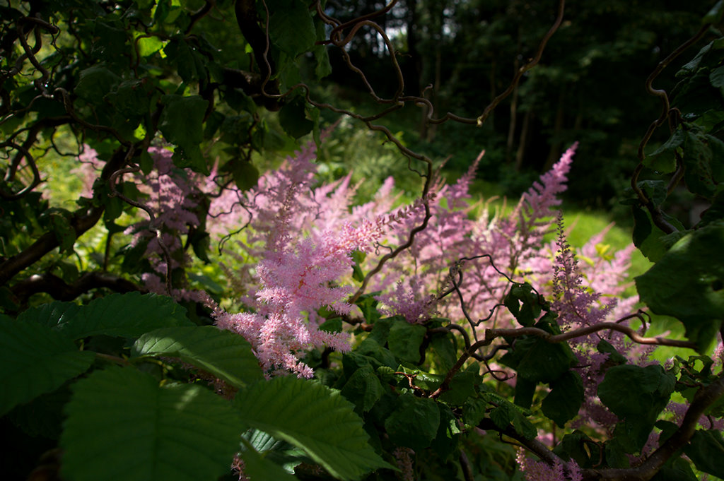 spirea and hazel