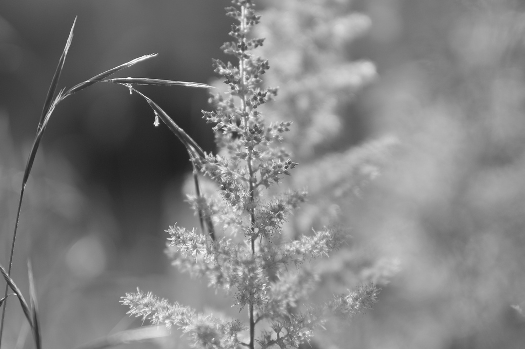 spirea and grass