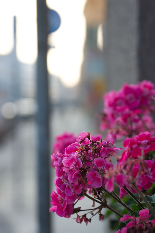 Street Flowers