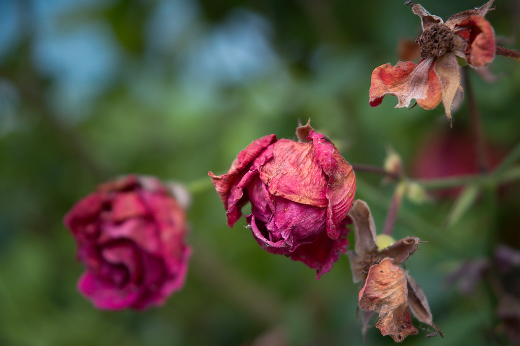 A Rose is a Rose is a Rose
