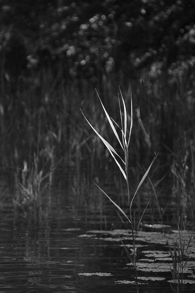 solitary reed, b&w