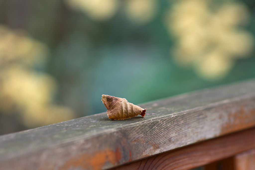 Solitary leaf or: I got it!