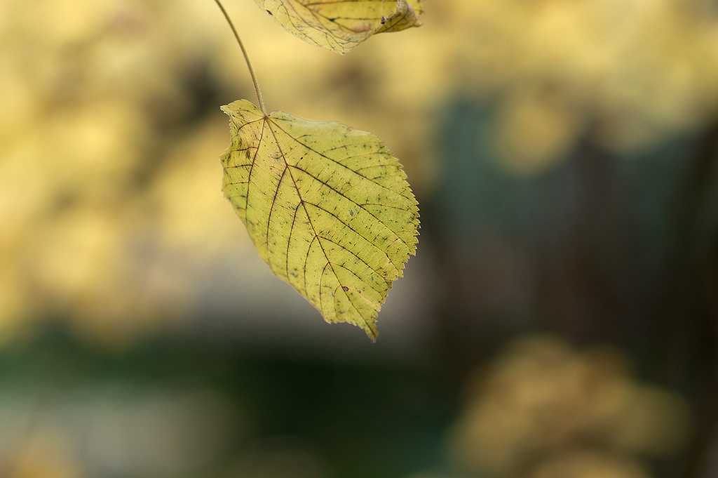 Click to enlarge: Maple in flames(2)