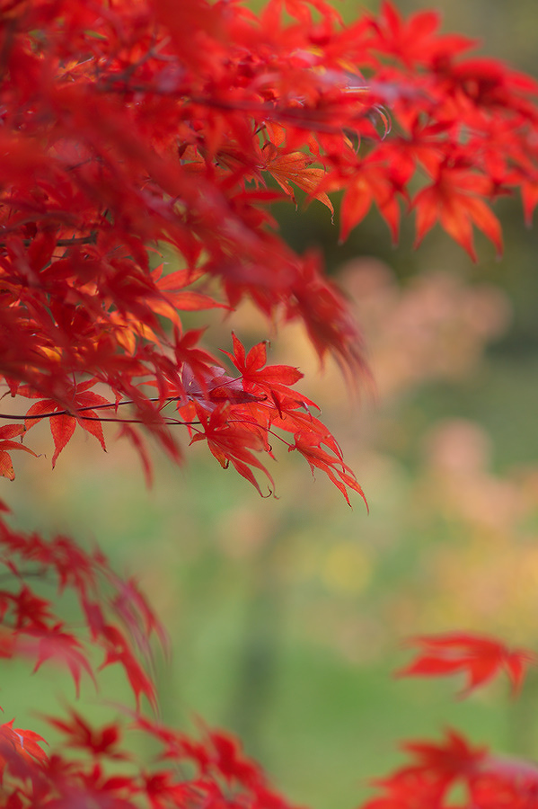 Maple in flames