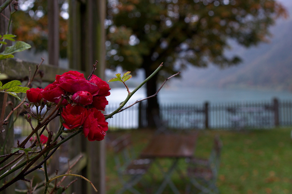 The last rose of october