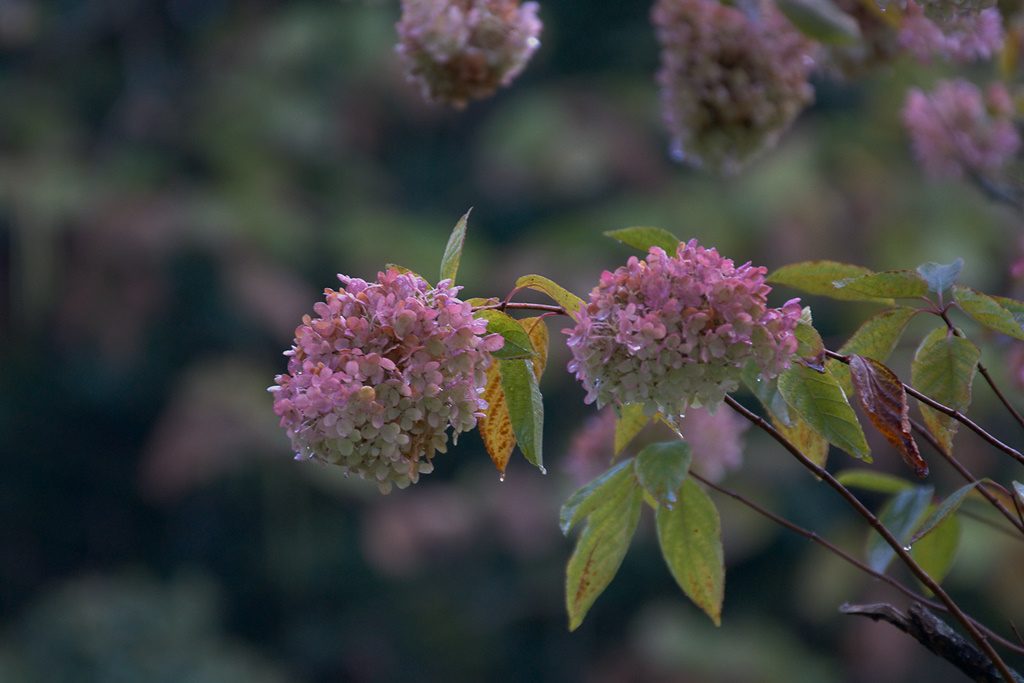 Autumn morning