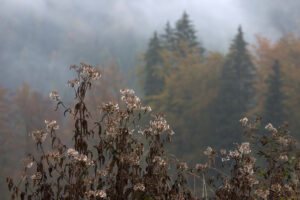 Dried efflorescences