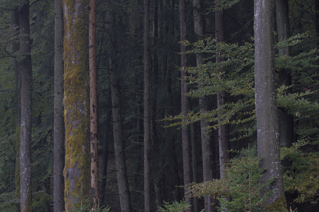 Evening forest