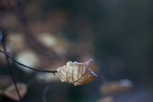 Profligatory bokeh
