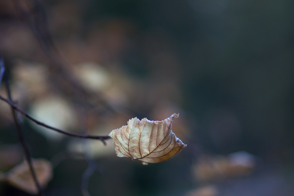 Profligatory bokeh