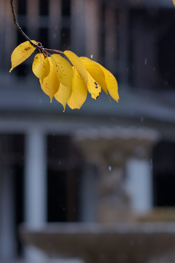 Rain in the spa gardens
