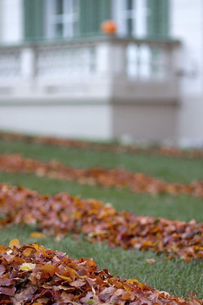 All the leaves are brown