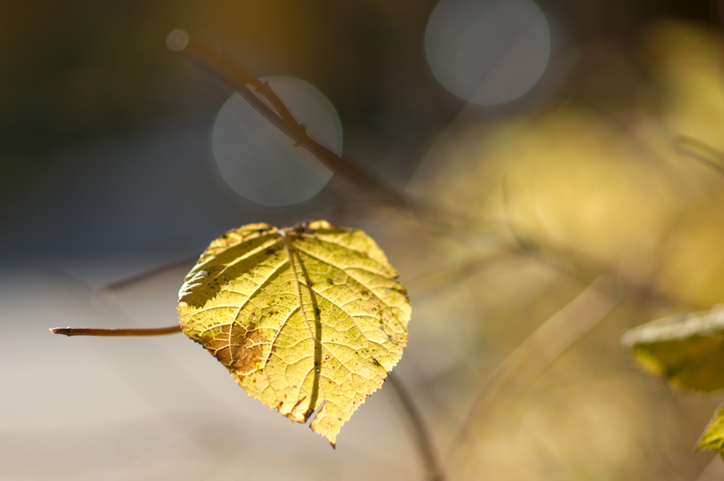 Warm yellow