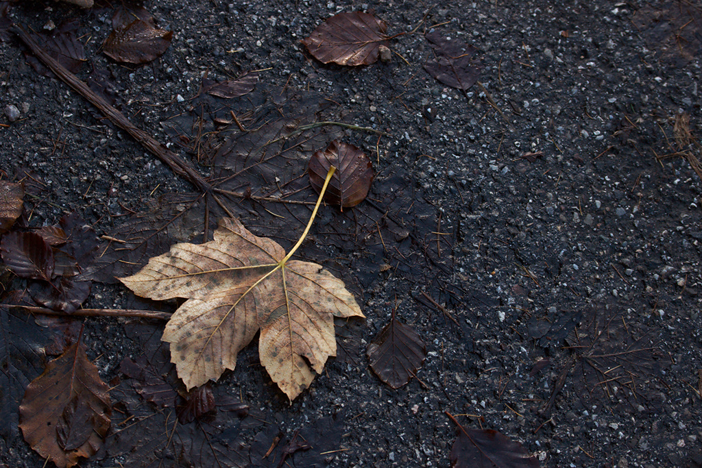 Click to enlarge: More maple(2)