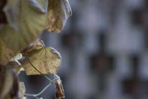Urn graves